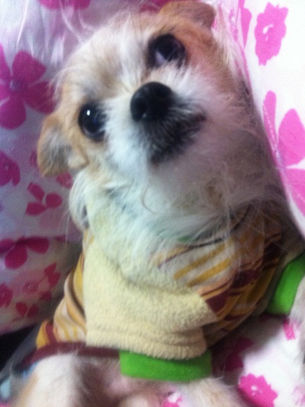 서울시 구로구 고척2동 고척고 및 삼익아파트 뒷편 야산 (치와와+마르티즈 믹스견)