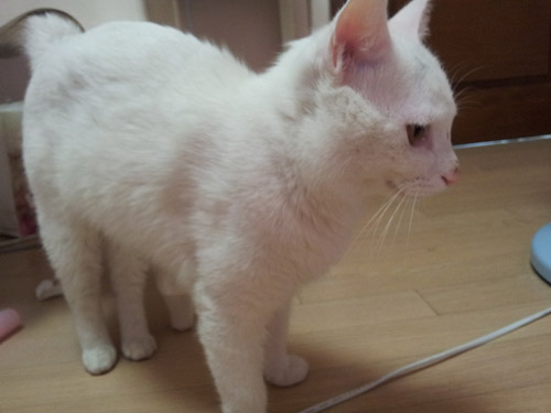 흰고양이 사랑으로 키워주실분 찾습니다.~~