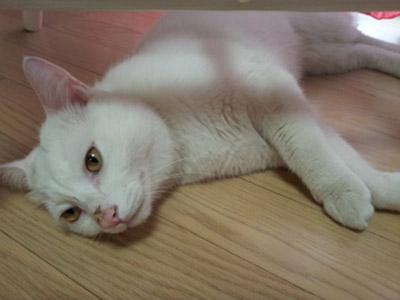 흰고양이 사랑으로 키워주실분 찾습니다.~~