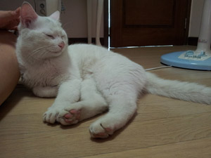 흰고양이 사랑으로 키워주실분 찾습니다.~~