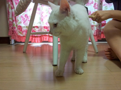 흰고양이 사랑으로 키워주실분 찾습니다.~~