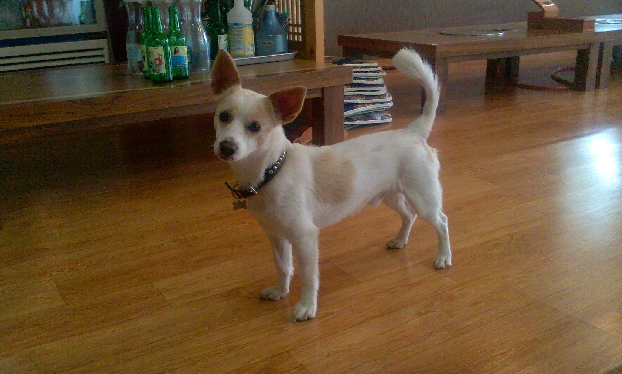 복돌이를 찾아주세요 ㅜ