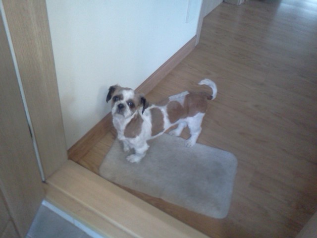 수원시 영통구 매탄1동 부근 시츄 암컷 찾습니다.