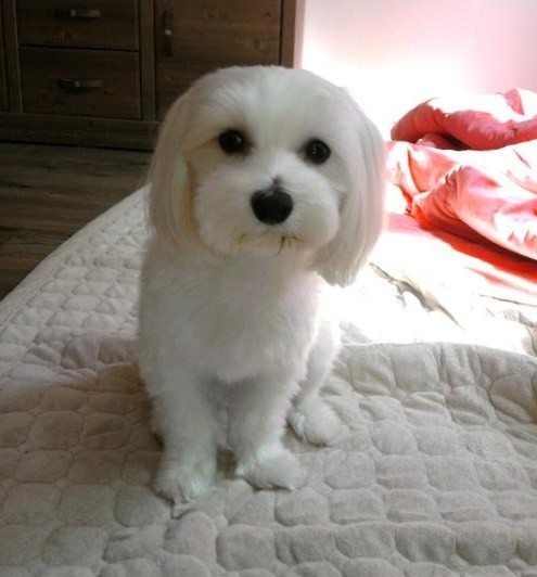 수원/화성에서 말티즈를 찾습니다.