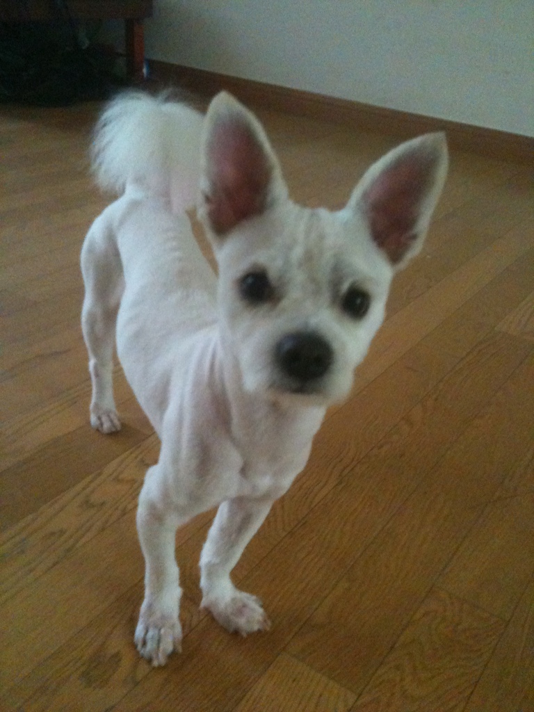 구리시 5kg 흰색 말티 믹스(추정) -  주인을 찾습니다!!