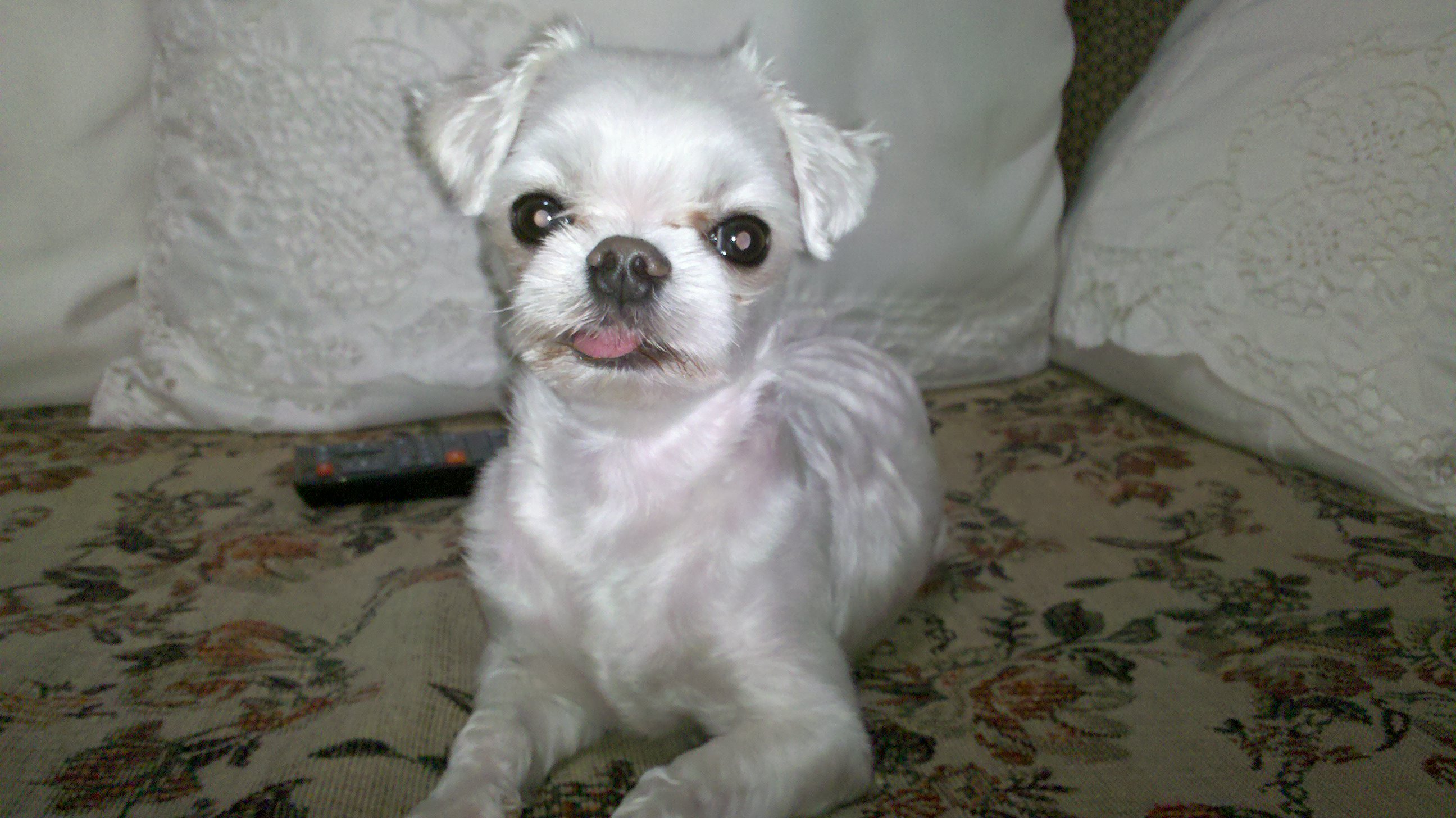 경남 말티즈 강아지 찾습니다.