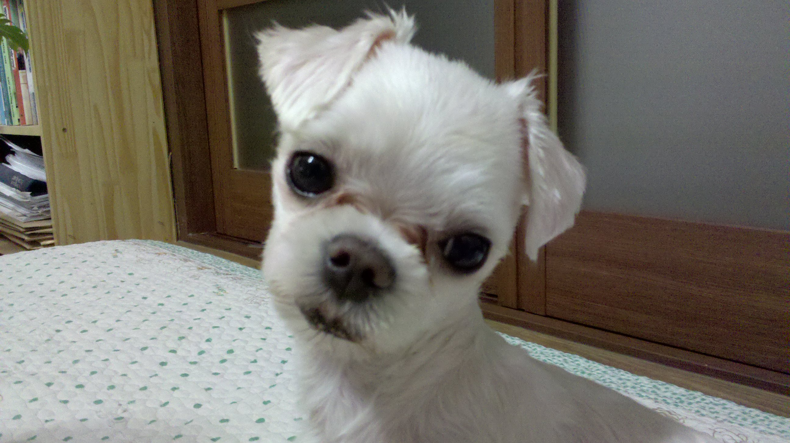 경남 말티즈 강아지 찾습니다.