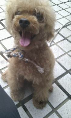 군포시 오금동 퇴계1차 관리소에 갈색 푸들 유기견 보호 중