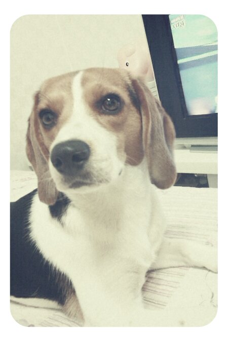 전남순천비글제발부탁드립니다