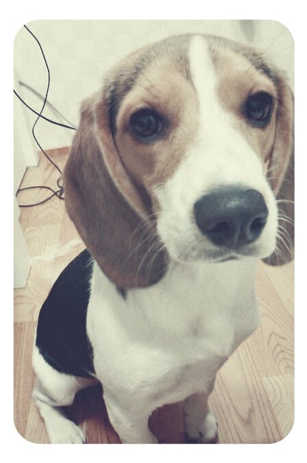 전남순천비글제발부탁드립니다