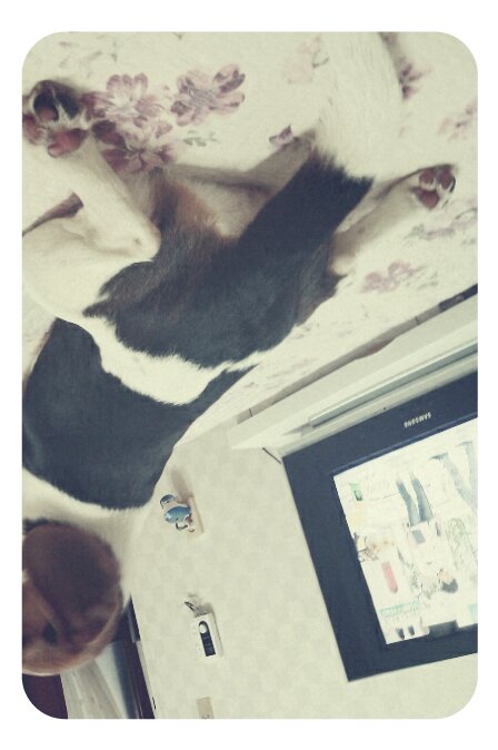 전남순천비글제발부탁드립니다