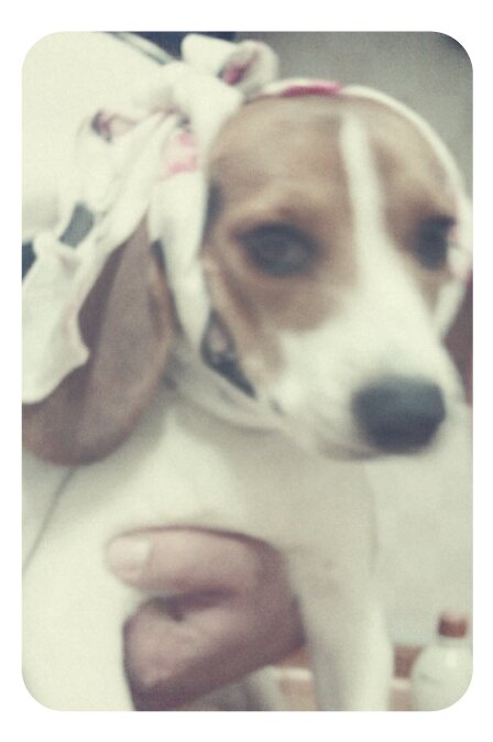 전남순천비글제발부탁드립니다