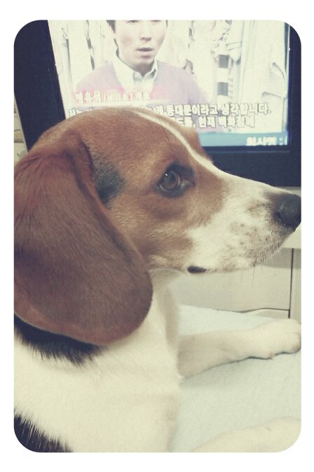 전남순천비글제발부탁드립니다