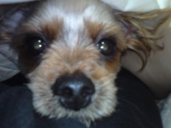 저희 강아지를 찾아주세요.봉천역 두산아파트 앞에서잃어버렸어요