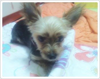 저희 강아지를 찾아주세요.봉천역 두산아파트 앞에서잃어버렸어요