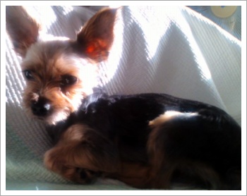 저희 강아지를 찾아주세요.봉천역 두산아파트 앞에서잃어버렸어요