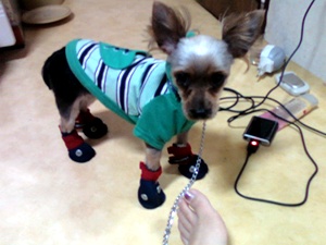 저희 강아지를 찾아주세요.봉천역 두산아파트 앞에서잃어버렸어요