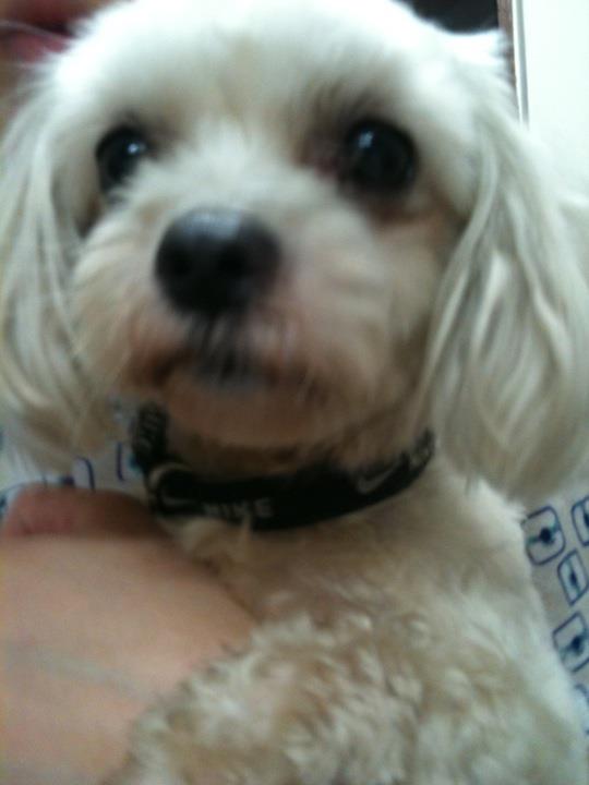 광진구 군자동 화양사거리부근에서 말티즈 여아를 발견해 보호 중이에요