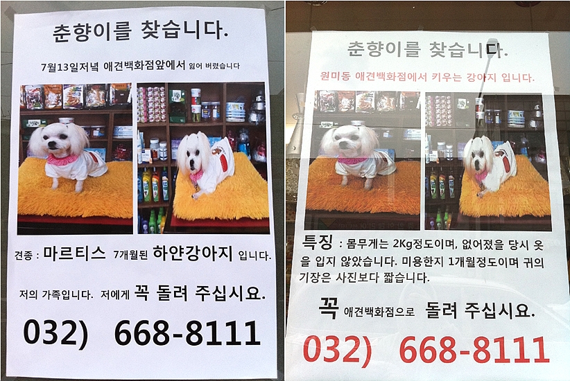 강아지를 찾습니다 (말티즈 - 부천 원미동 애견백화점 도그앤도그))