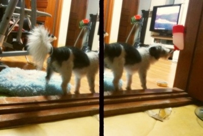 대구동구/남/슈나우저믹스