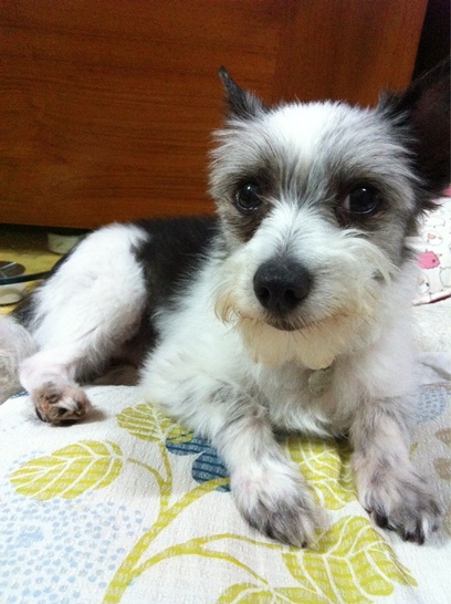 대구동구/남/슈나우저믹스