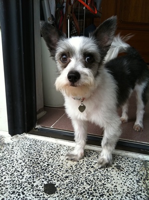 대구동구/남/슈나우저믹스