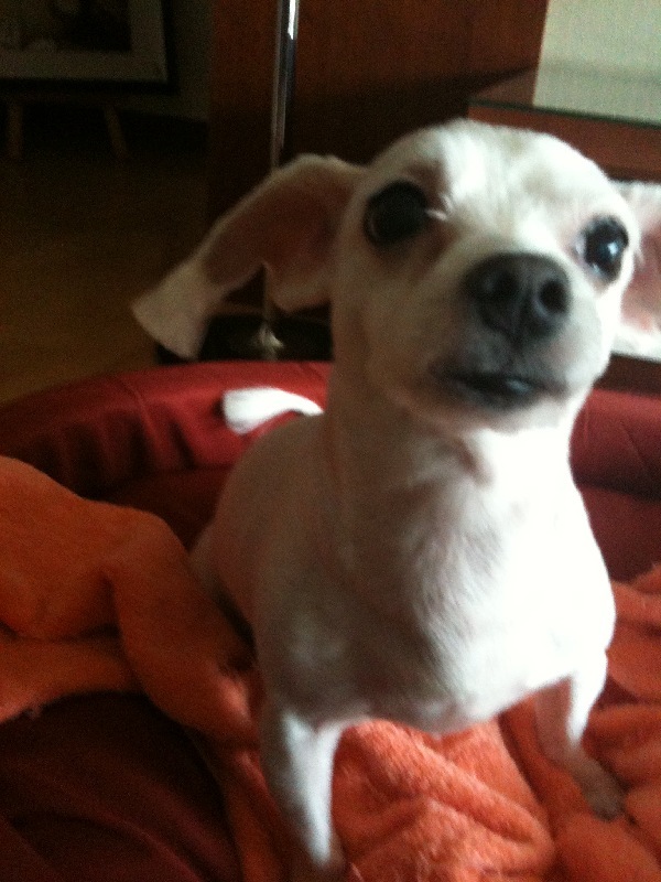 서울시 구로구 말티즈를 찾습니다!