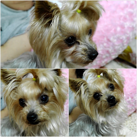 우리집 강아지를 찾아주세요...ㅠ.ㅠ