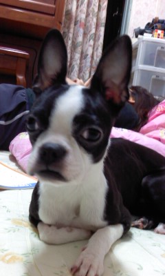 구로구개봉동 보스턴테리어 찾습니다