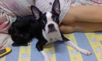 구로구개봉동 보스턴테리어 찾습니다