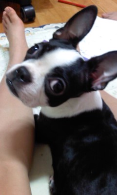 구로구개봉동 보스턴테리어 찾습니다