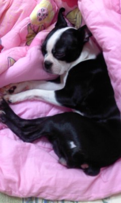 구로구개봉동 보스턴테리어 찾습니다