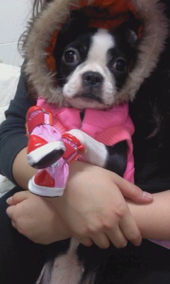 구로구개봉동 보스턴테리어 찾습니다