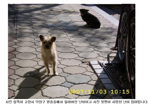 도와주세요! 6월1일 고양시 덕양구 원흥동에서 가출한 믹스견 난이를 찾고 있습니다