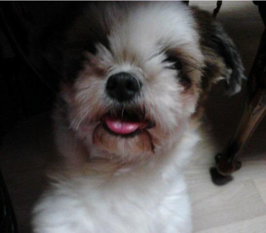 서대문구 연희동(사천교근처) 졸리사진이예요~