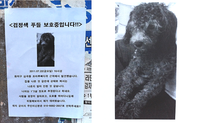 강아지 보호중입니다 (검정색 푸들 - 부천 조마루 사거리)