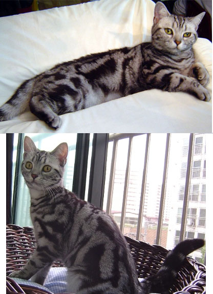 서울 관악구 남현동 아메숏 한마리 찾고 있습니다.