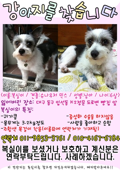 (대구동구)슈나우저믹스(흰+검), 6살남아, 복실이찾습니다. 제발요