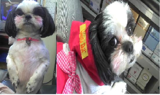 울산 중구 교동부근(검정시츄 암컷) 21일 밤에 잃어버렸습니다.