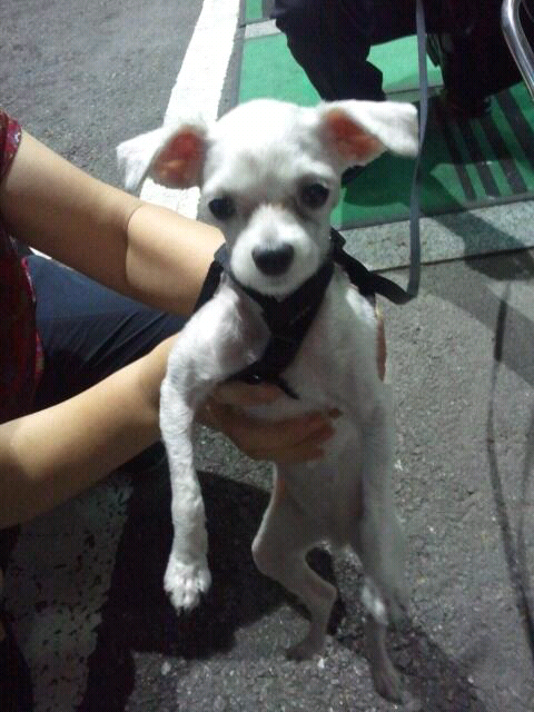 개봉3동 한신아파트 흰색 말티즈 보호중