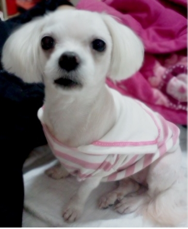 7월23일 낮6시 (암컷)말티즈를 찾습니다.