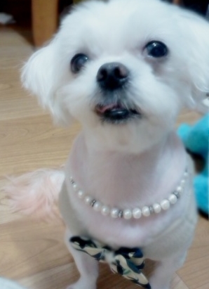 7월23일 낮6시 (암컷)말티즈를 찾습니다.