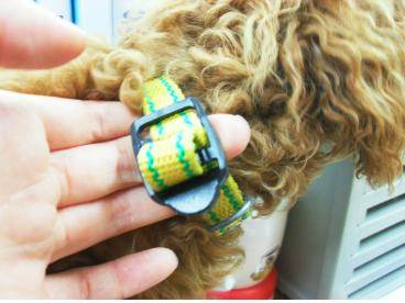 [경북영천] 강아지 보호중 갈색푸들 여아입니다.