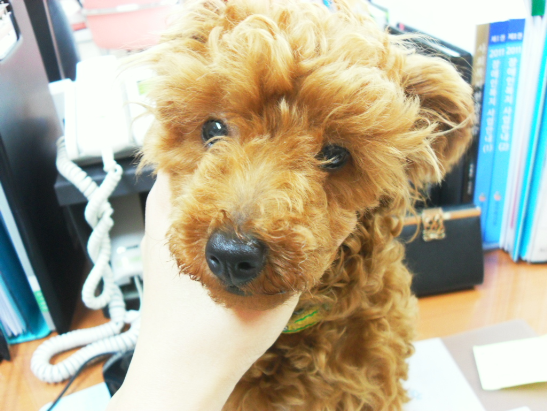 [경북영천] 강아지 보호중 갈색푸들 여아입니다.