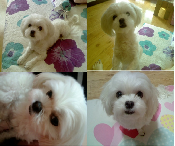 말티여아장소에관계없이특징살펴봐주세요