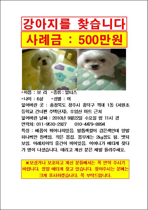 말티여아장소에관계없이특징살펴봐주세요