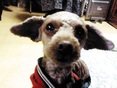 경기 하남시 만남의 광장 휴게소(대전청주방향) 갈색푸들 여아 