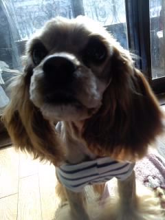 방배3동 자택에서 코카스파니엘을 잃어버렸습니다