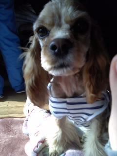 서울시 서초구 방배3동에서 코카스파니엘 실종되었습니다