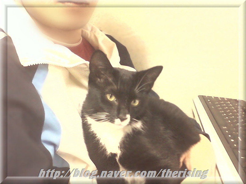 경기도/구리시/교문동(턱시도고양이) 찾습니다.